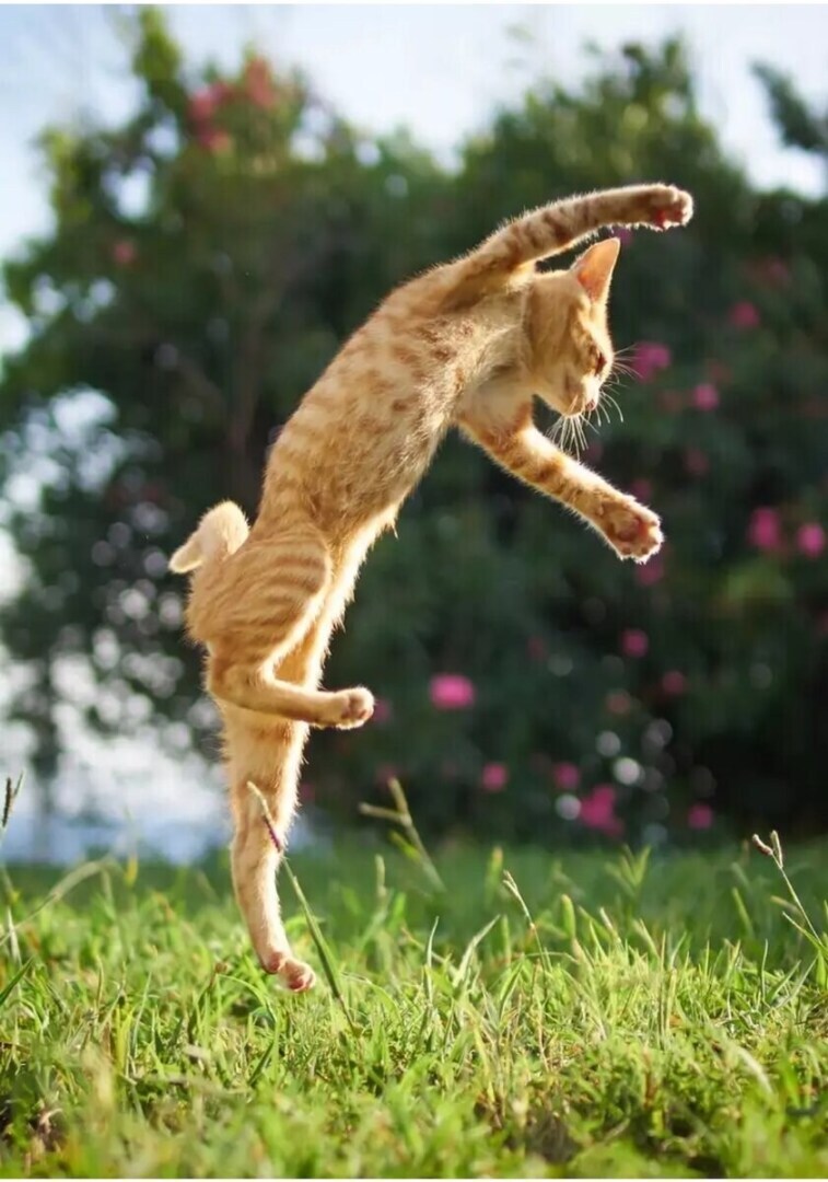 Чего вы не знаете о своей кошке. 7 интересных фактов.