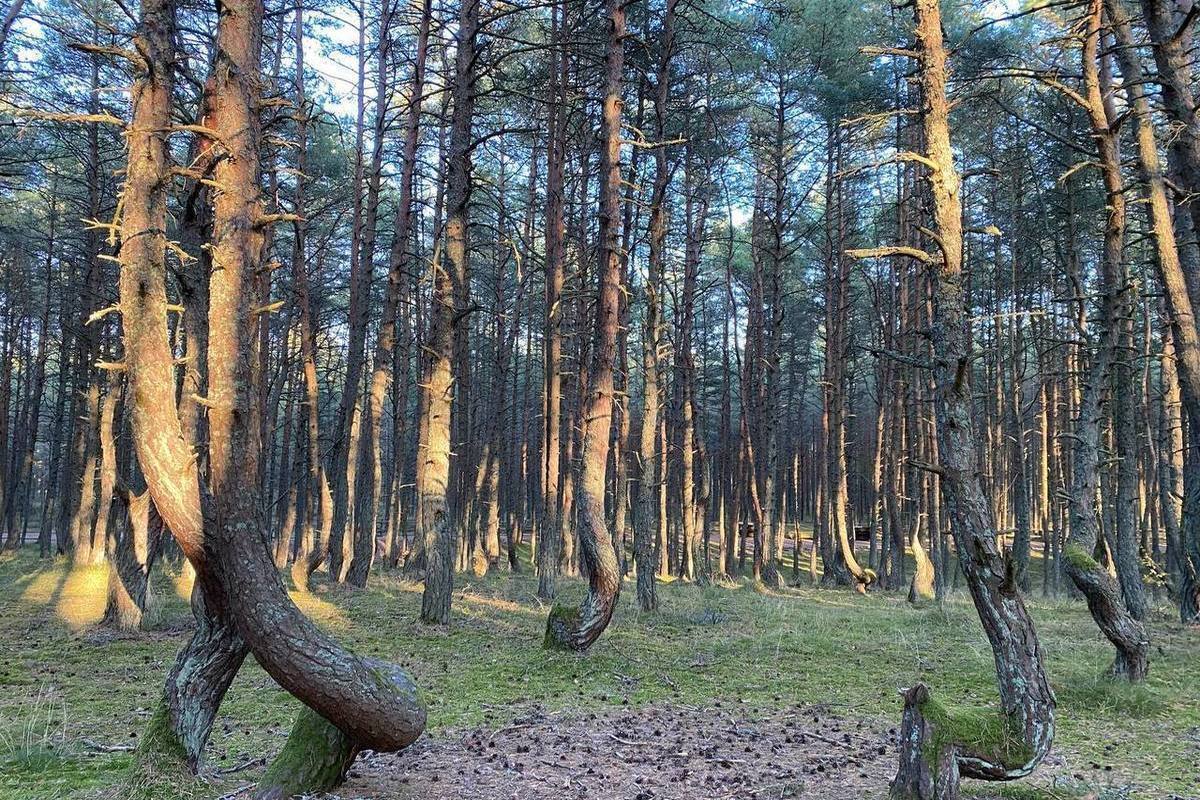 Куршская коса танцующий лес фото