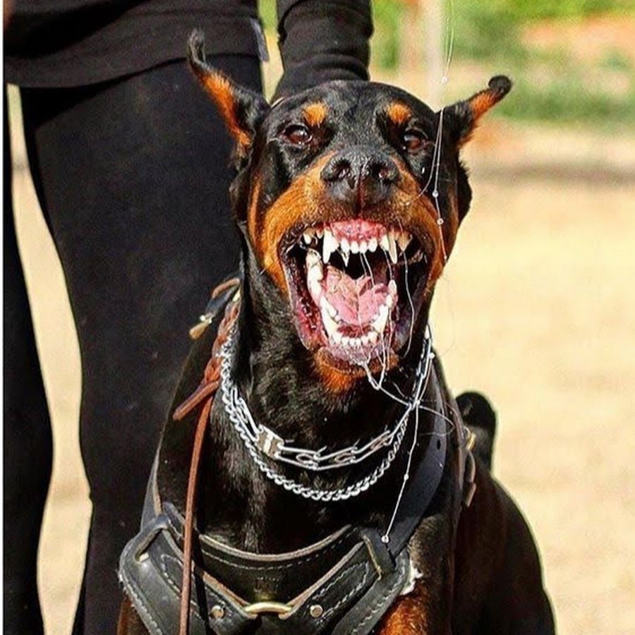 Собаки – убийцы! Живое оружие! Стоит ли запретить разведение таких животных?