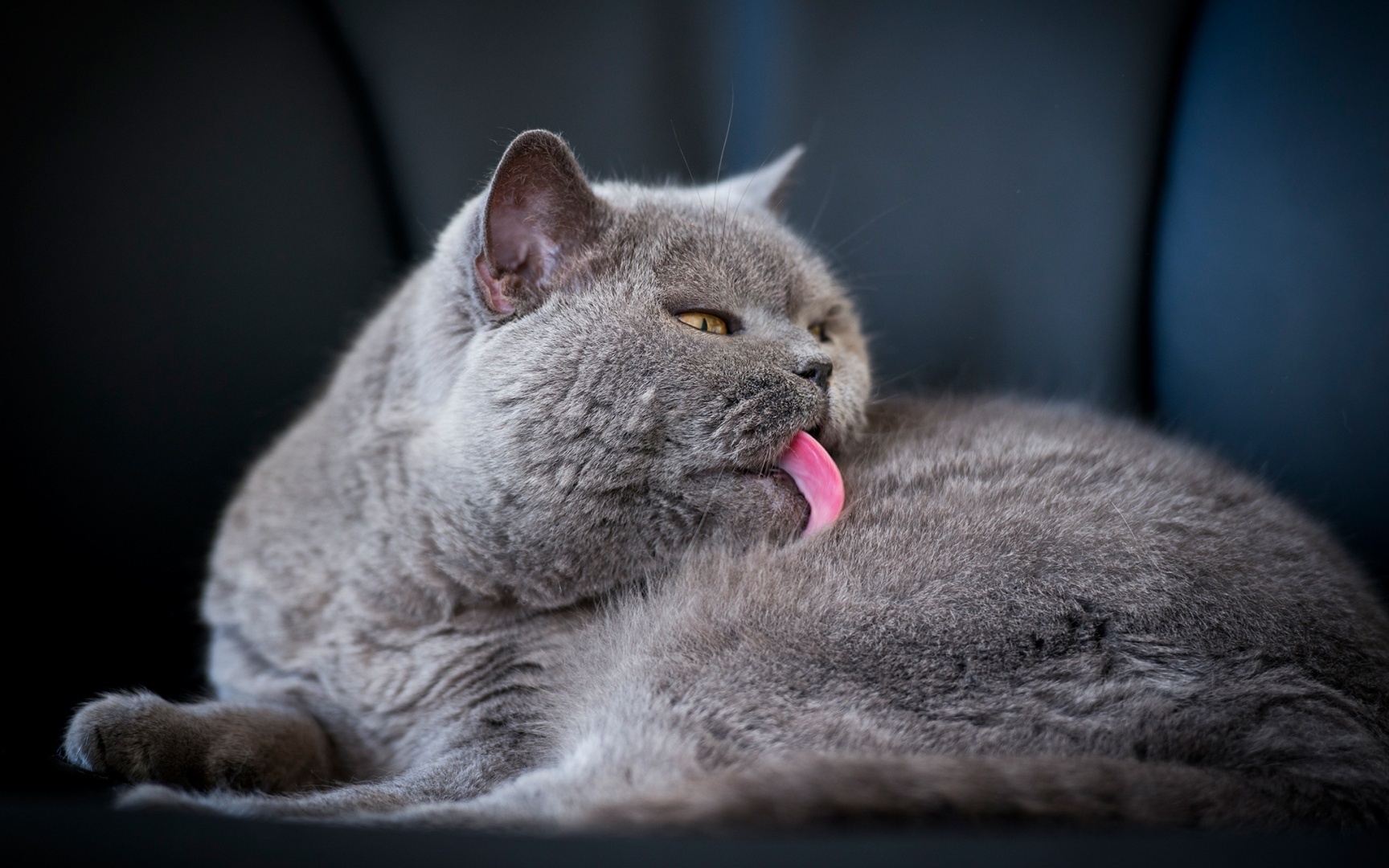 Чего вы не знаете о своей кошке. 7 интересных фактов.