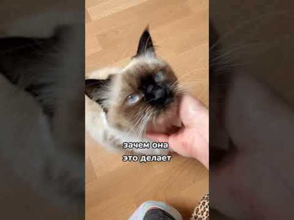 Котик поворачивается. Почему кошка поворачивается задом к хозяину. Почему кошка поворачивается задом к хозяину. Кот уходит. Почему кошка поворачивается задом к хозяину.