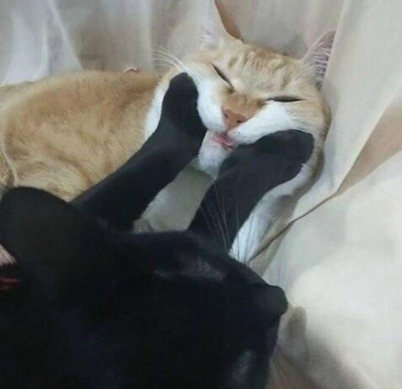 Фотографии, которые доказывают, что некоторые животные в душе прирожденные комики.