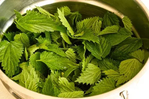 Борьба с депрессией с использованием крапивы.