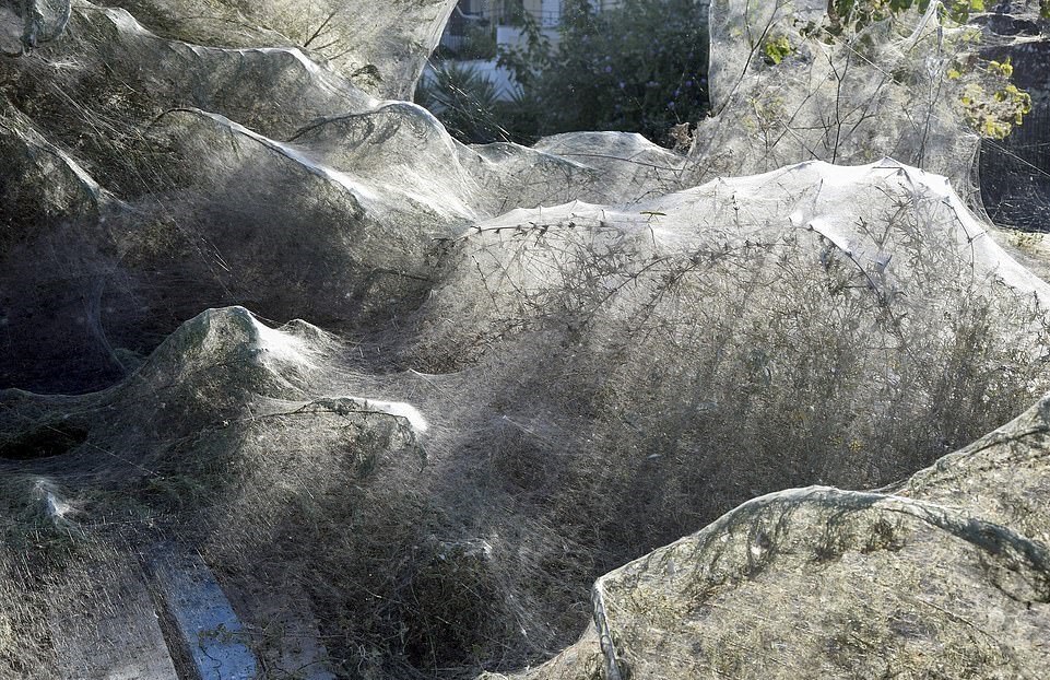 Паучий апокалипсис на Айтолико: как живут его обитатели.