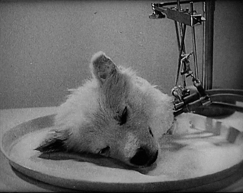 Эксперименты в СССР: от оплодотворения обезьян человеческой спермой до оживления собачьих голов. Опрос