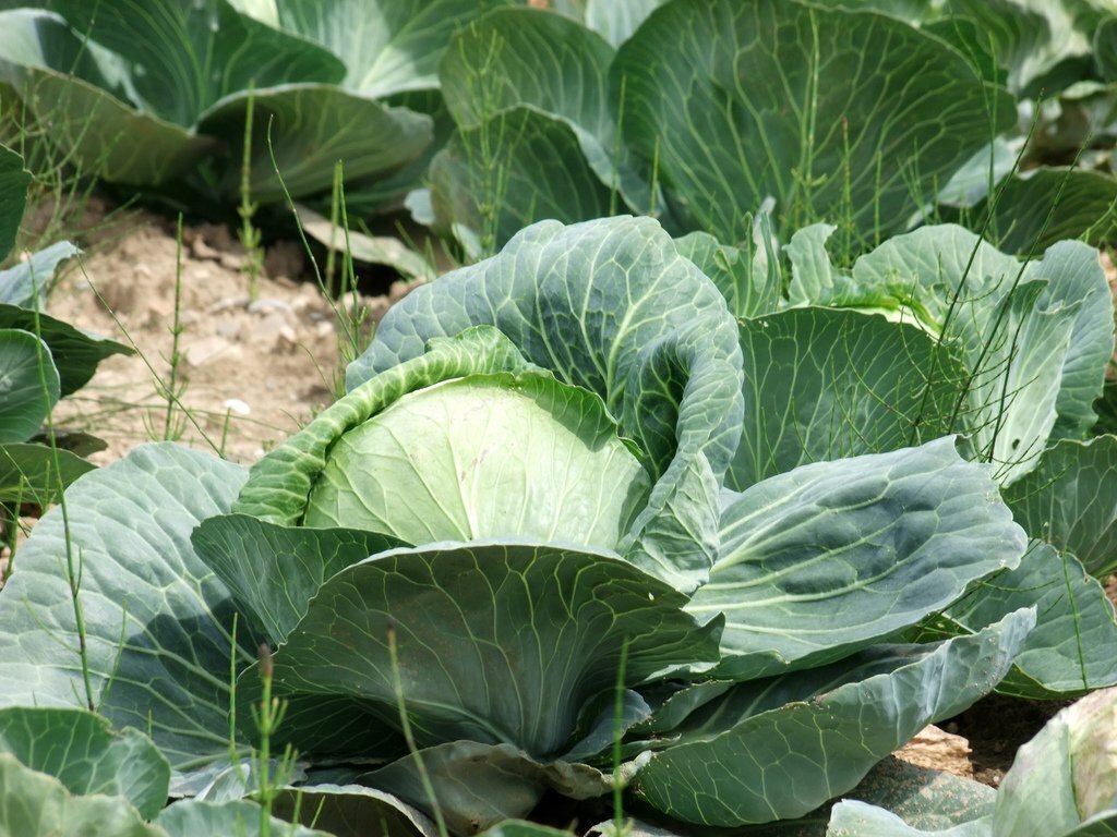 Крестоцветная блошка на капусте. Как защитить рассаду народными способами