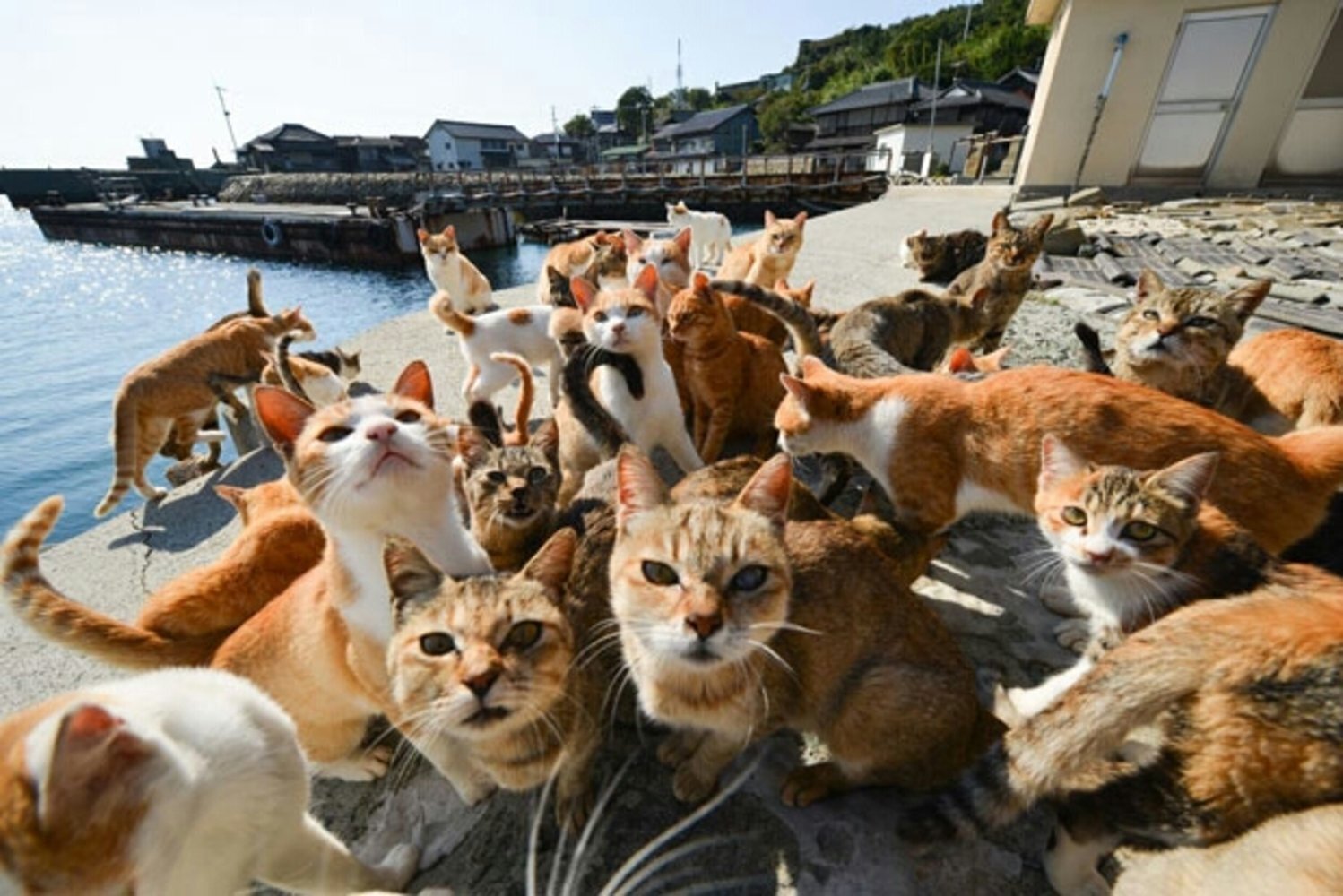 Фото где много. Остров Тасиро Япония. Аошима остров кошек. Аосима кошачий остров. Тасиро остров кошек.