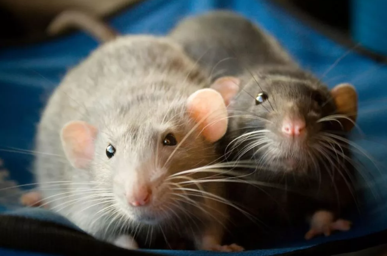 Уход за декоративной крыской