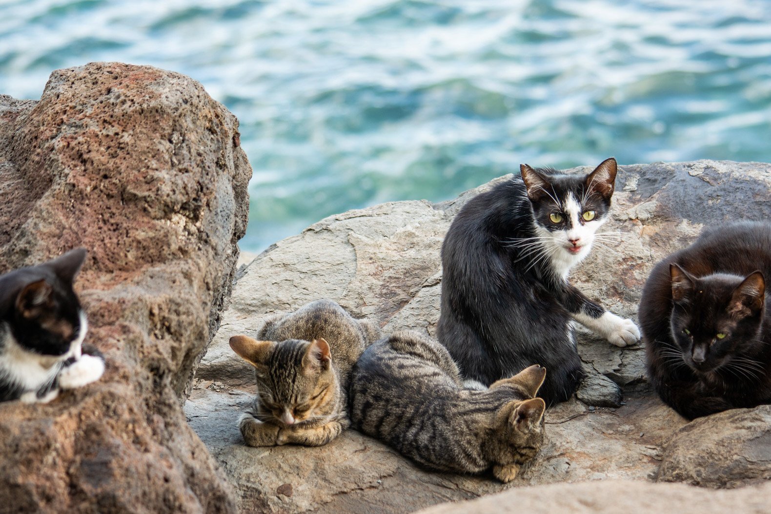 кошки на острове