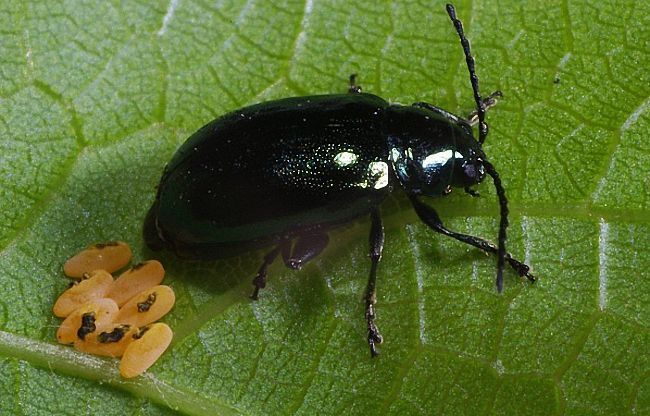 Крестоцветная блошка на капусте. Как защитить рассаду народными способами