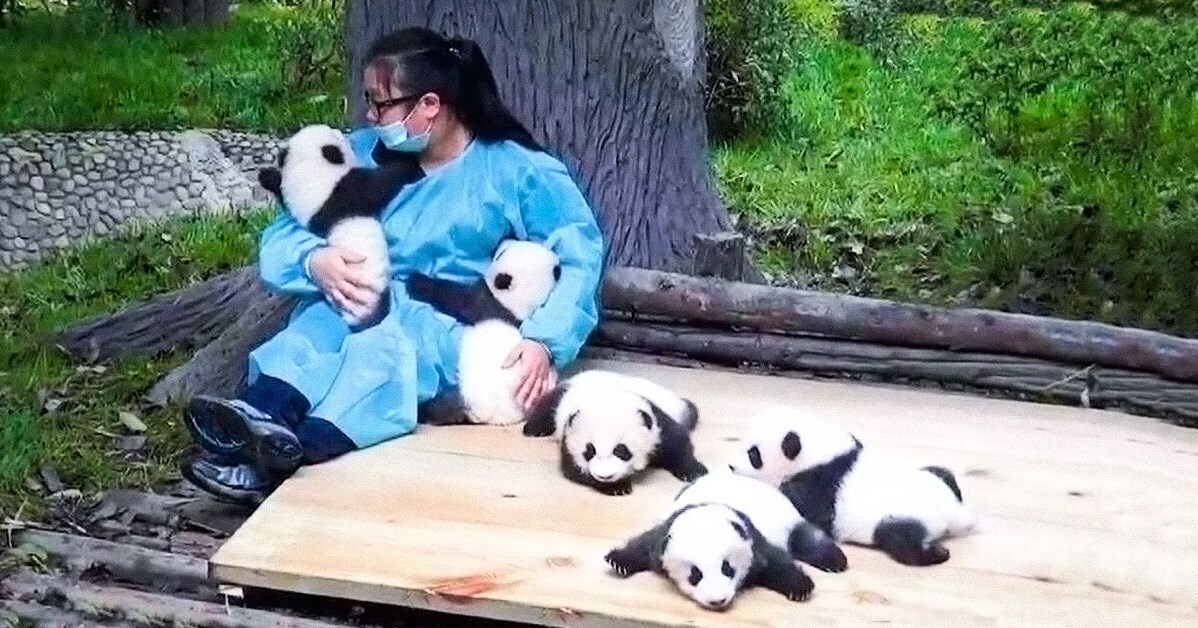 Профессия Обниматель панд в Китае работа мечты или тяжелый труд.