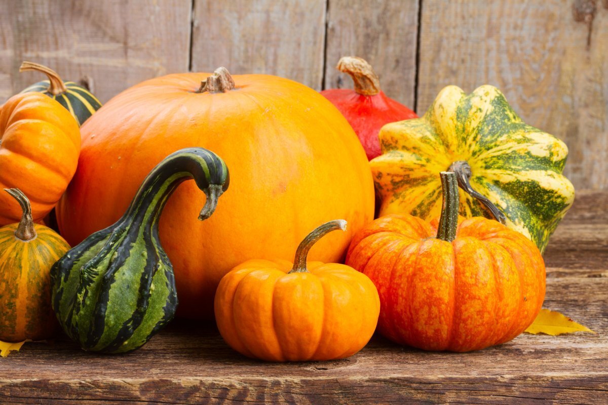 "Тыква: золотой кладезь полезных свойств для вашего здоровья"