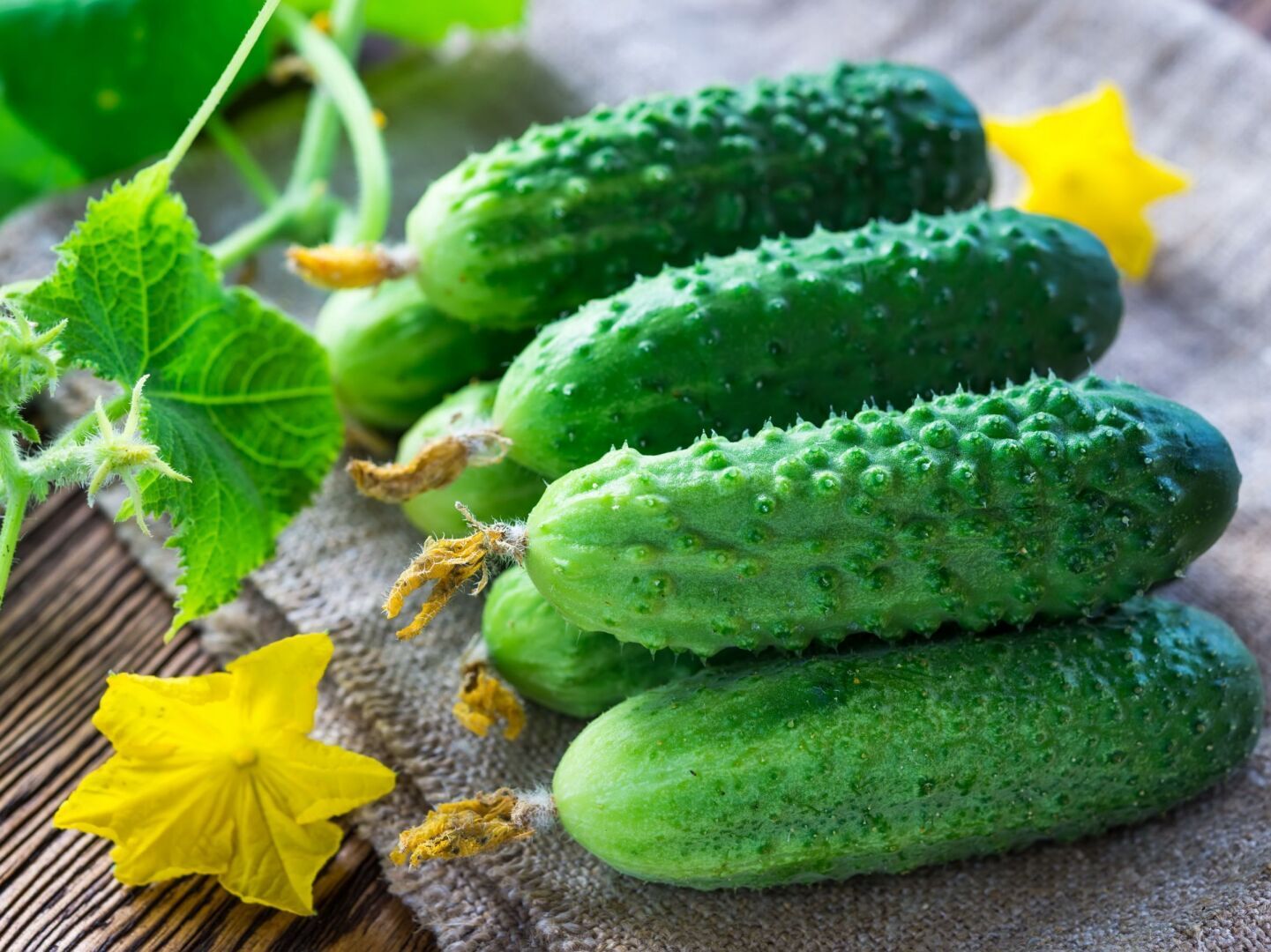 Какие удобрения использовать для получения щедрого урожая огурцов?