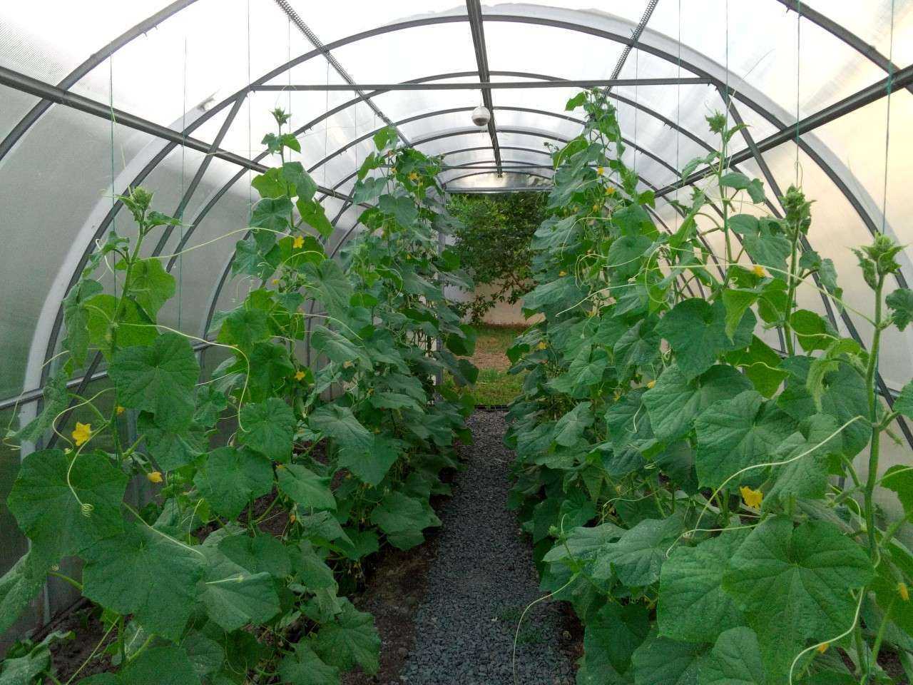 Какие удобрения использовать для получения щедрого урожая огурцов?