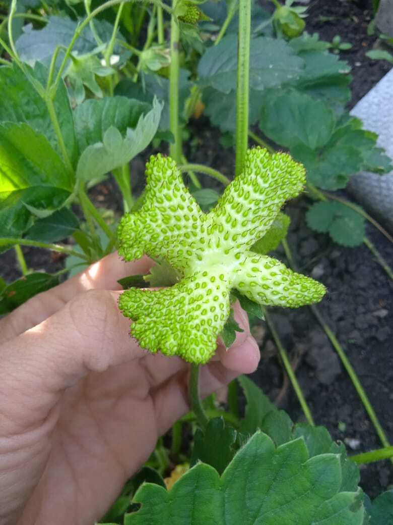 То ли уродцы, то ли экзотика какая. А Вы догадались, что изображено на фото. Опрос.