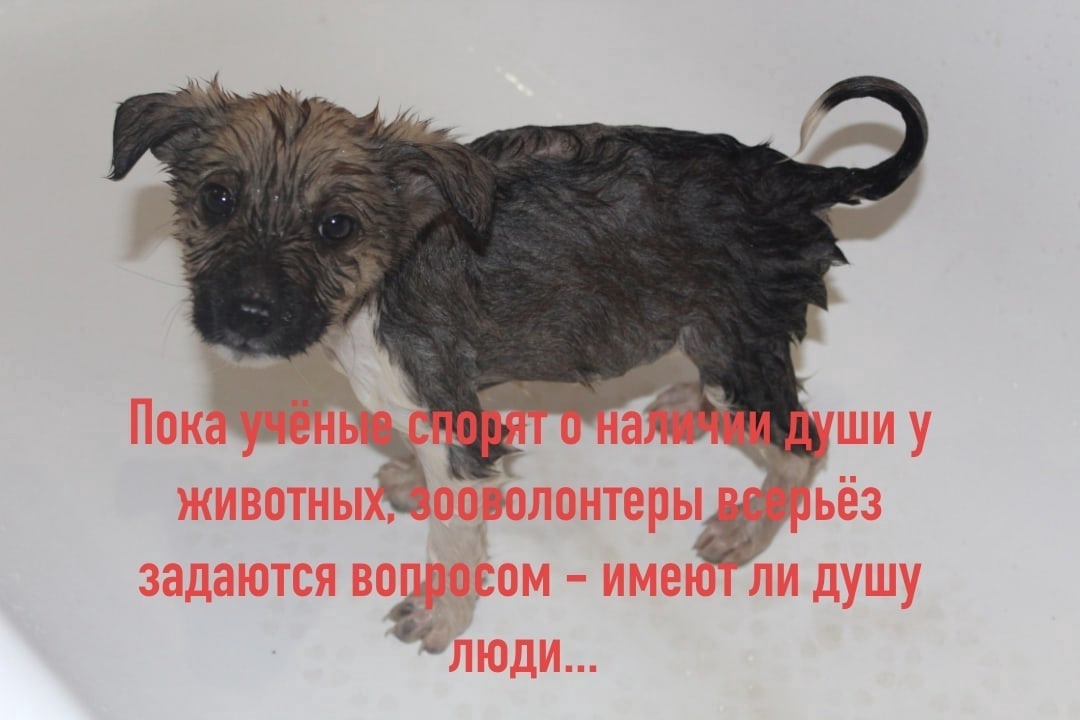 Человек без ноги – надежда на протез. Без руки – надежда та же. Только если он без души – надежды нет. Таких протезов не существует