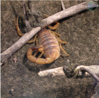 Желтый скорпион: чем опасен и как избежать укуса