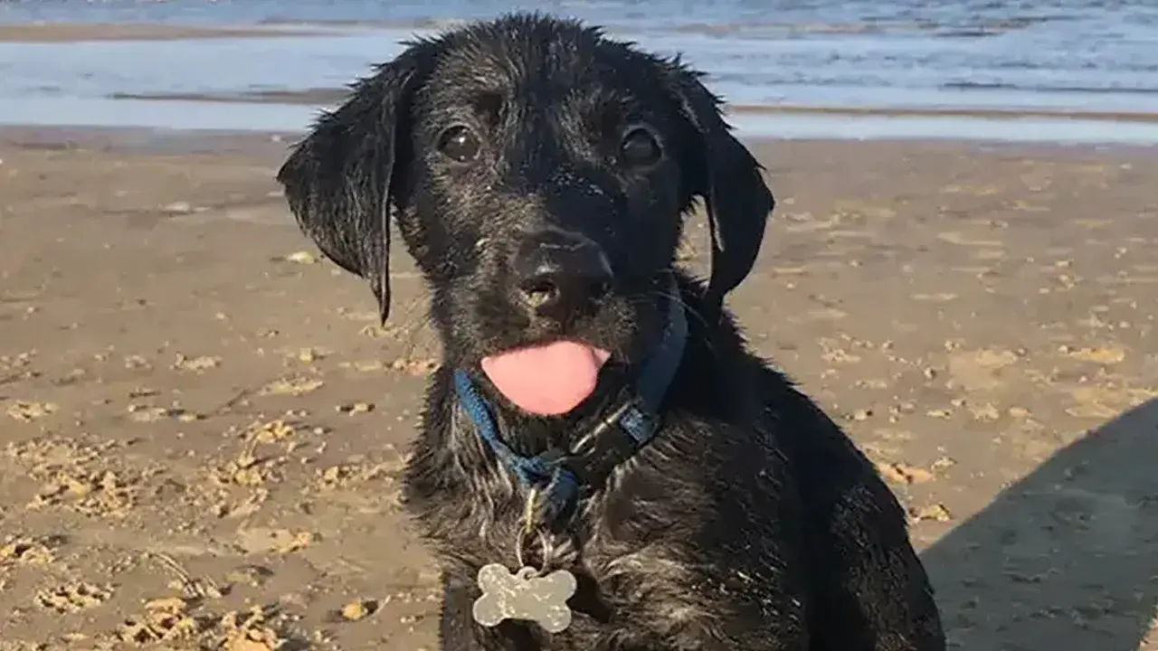 У помеси лабораторной овчарки по имени Зои самый длинный собачий язык в мире