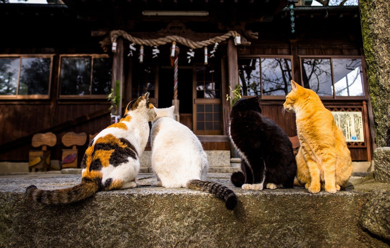 кошки японии