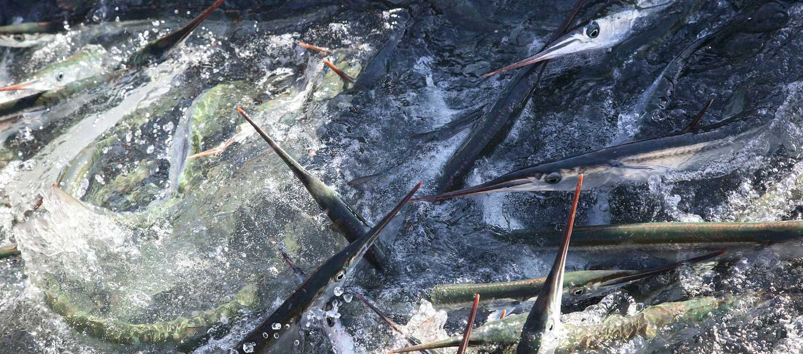 Сарган черноморский - особенности характера и образа жизни.