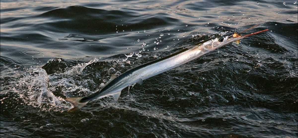 Сарган черноморский - особенности характера и образа жизни.