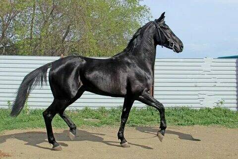 Орловские рысаки.