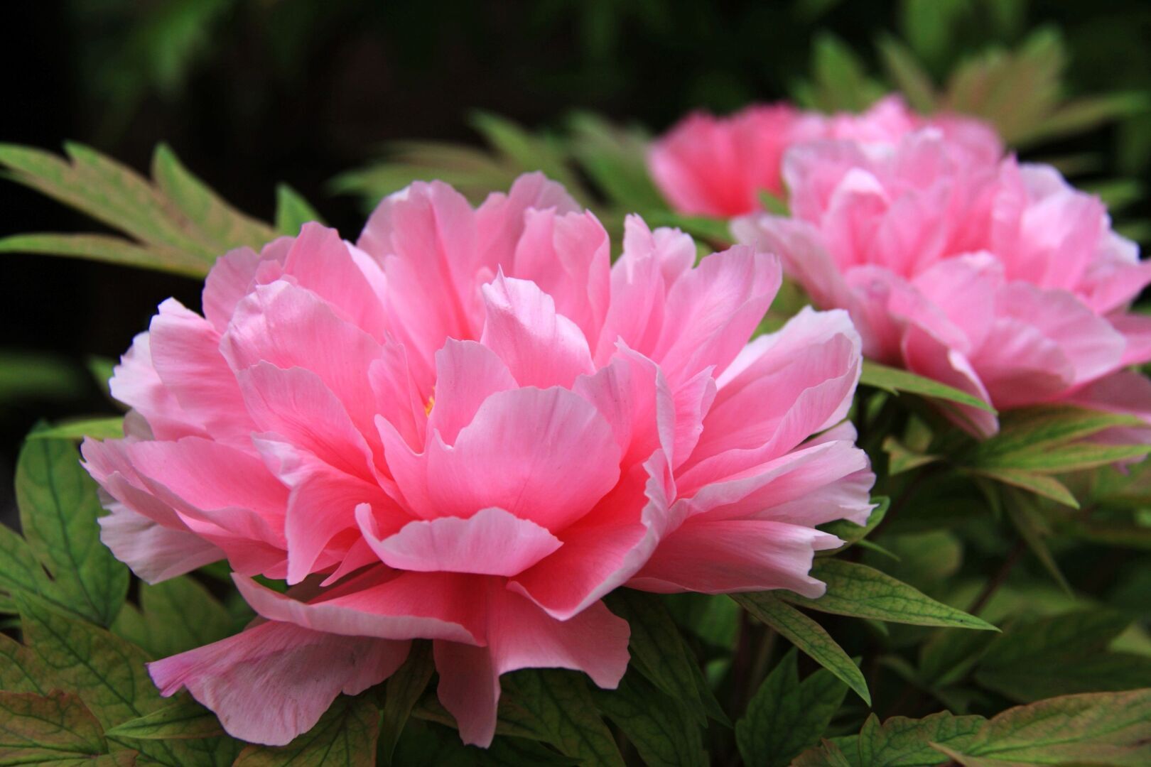 Раскройте красоту цветов пиона: 5 уникальных способов включить их в свою жизнь