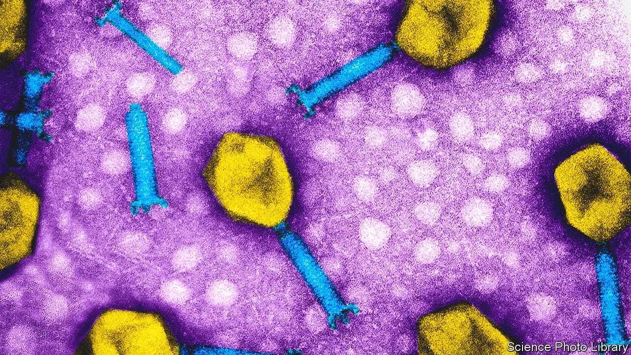 Как бороться с супербактериями вирусами, которые их “съедают”