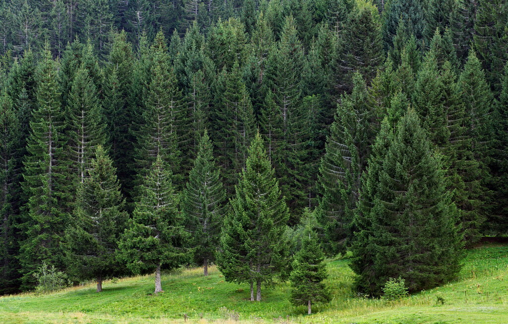 Ели на участке опасны или нет? Мистические факты о новогодней красавице