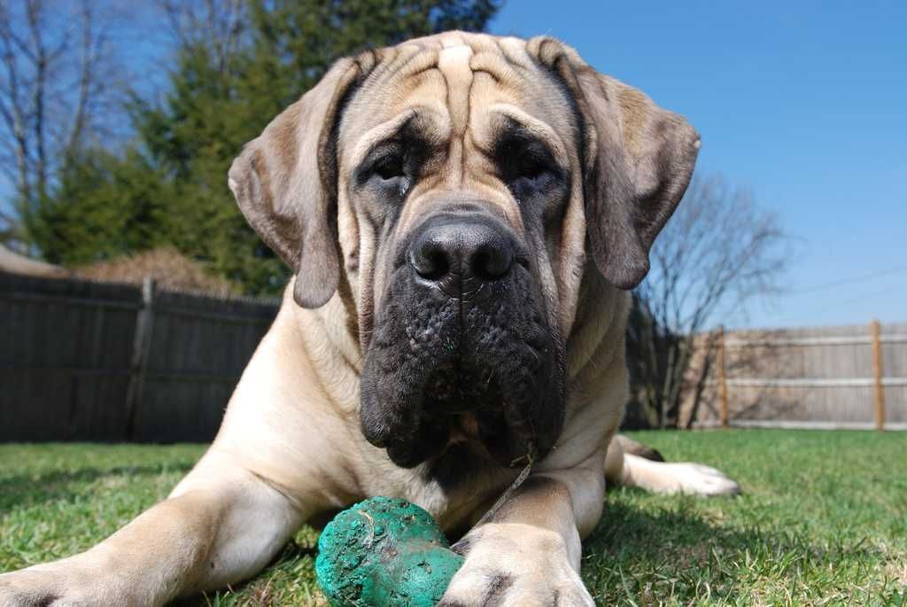 Топ 3: Самые опасные собаки