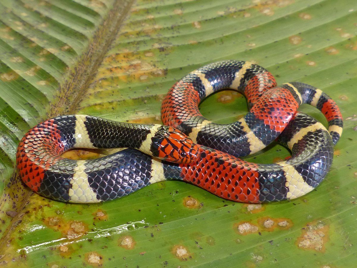 Топ 5: Самые опасные змеи