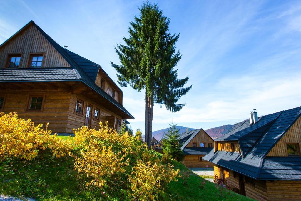 Ели на участке опасны или нет? Мистические факты о новогодней красавице