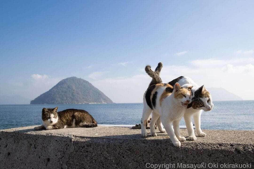 Тасиро — японский остров, всецелая собственность кошек.