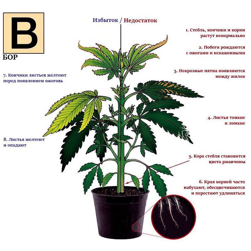 Зачем растениям нужен микроэлемент Бор? Борные подкормки для растений - зачем, когда, как?