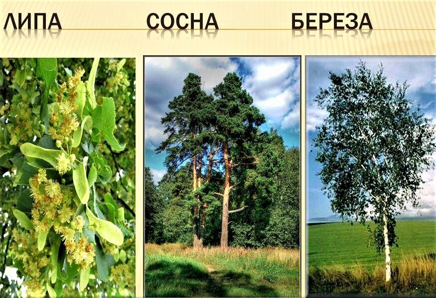 Сосна Дуб Фото