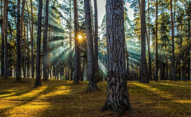 Берегите лес. Наши зеленые друзья.