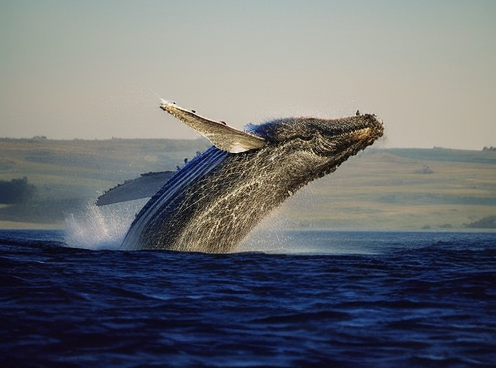 "Раскрываем Тайны Природы: Удивительные Факты и Явления, Которые Удивят Вас!"