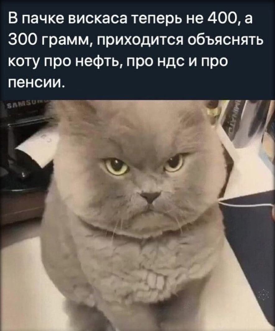 Как объяснить коту?