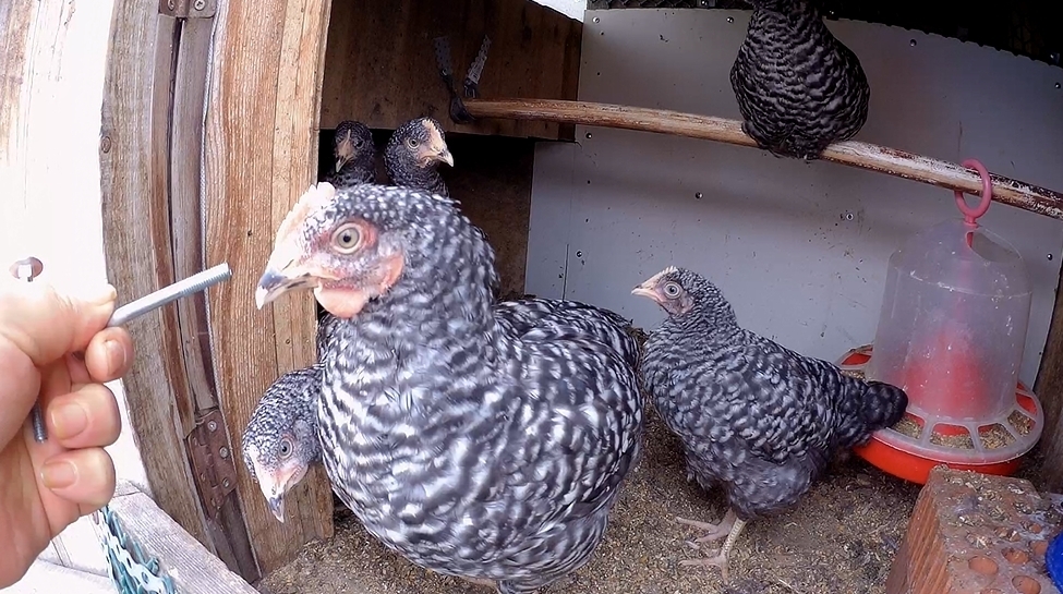 Бросила всё, уехала в деревню. Живу в глуши, ем траву. Опять лишения