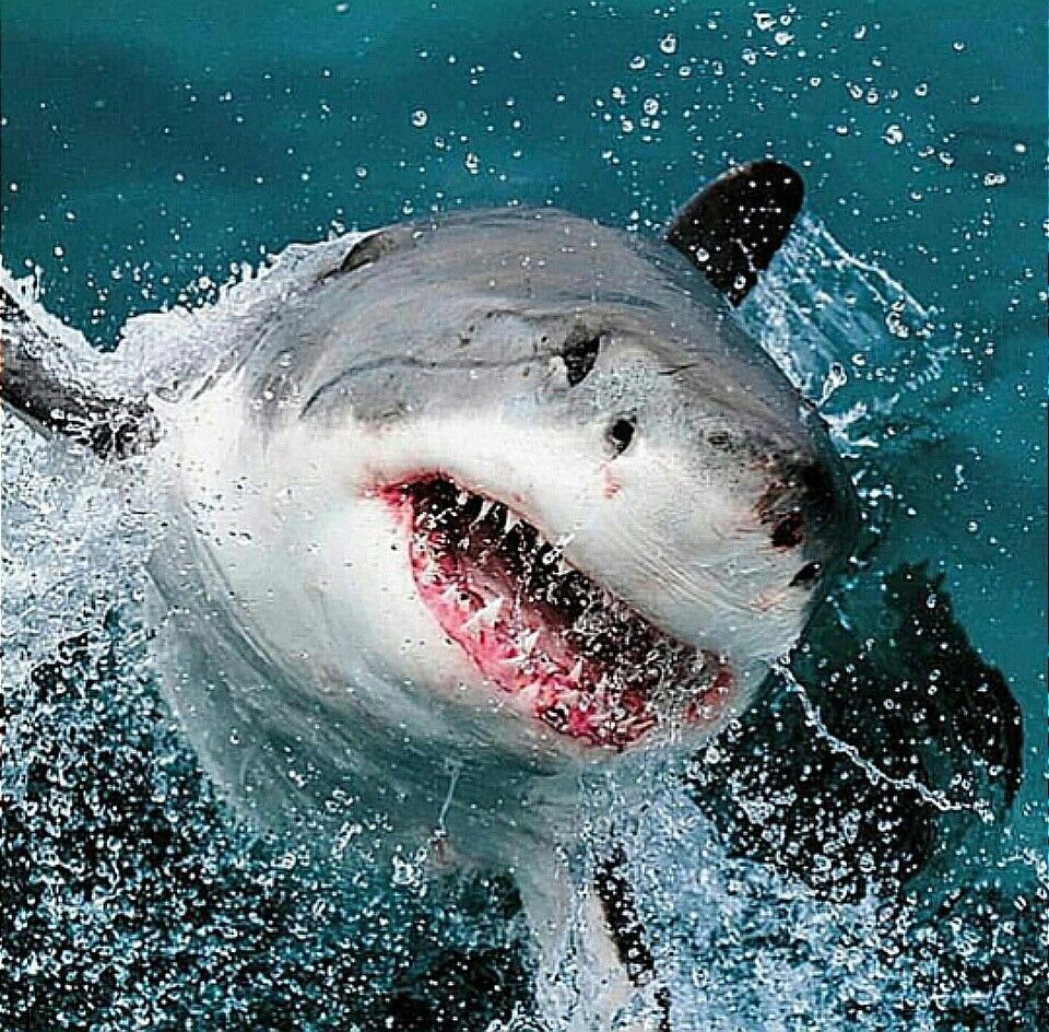 Видео акулы больше. Большая белая акула (Carcharodon carcharias). Акула белая, акула-людоед, кархародон. Белая акула людоед кархародон. Вайт Шарк белая акула.