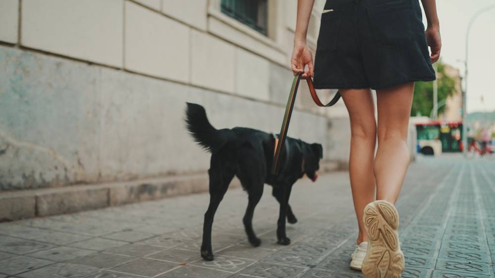 Чем опасен самовыгул