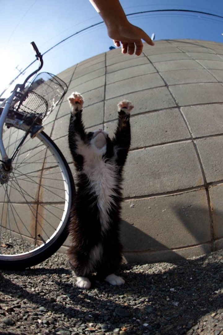 Японский остров Тасиро-принадлежащий всецело кошкам.