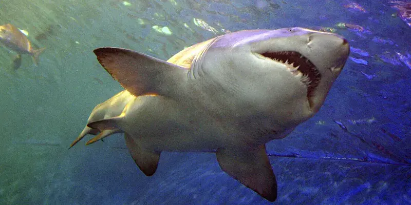 Убийство туристов акулами - это редкое явление