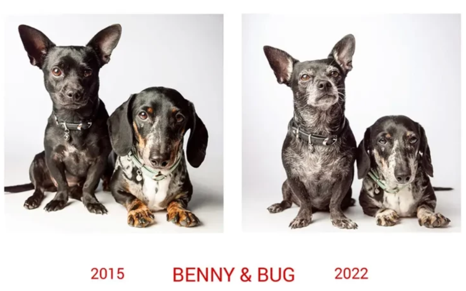 Собачья жизнь: как изменились щенята спустя долгие годы, лучшие фотографии