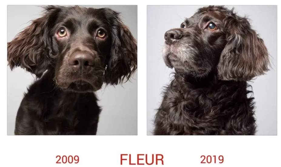 Собачья жизнь: как изменились щенята спустя долгие годы, лучшие фотографии