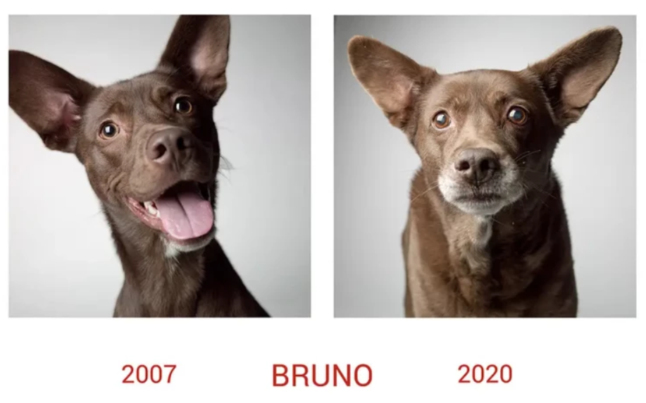 Собачья жизнь: как изменились щенята спустя долгие годы, лучшие фотографии