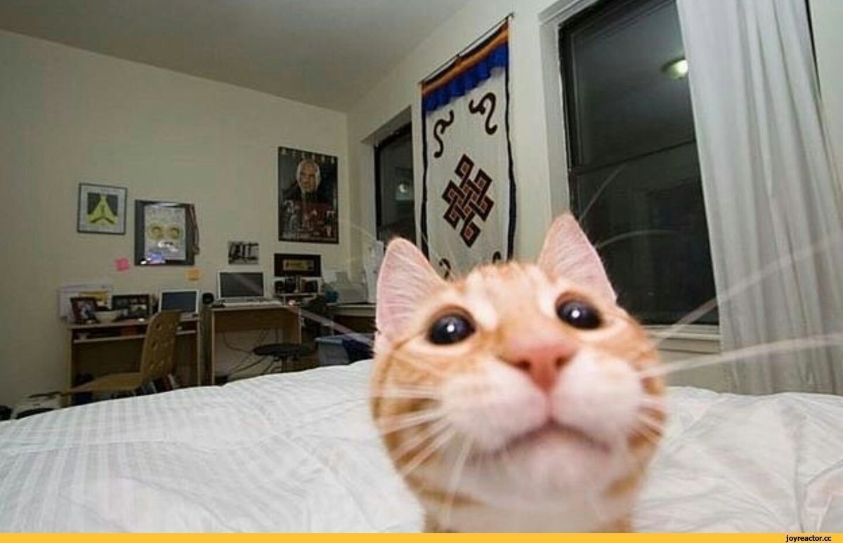 Что нужно и что нельзя делать с камерами домашней безопасности, которые видят все