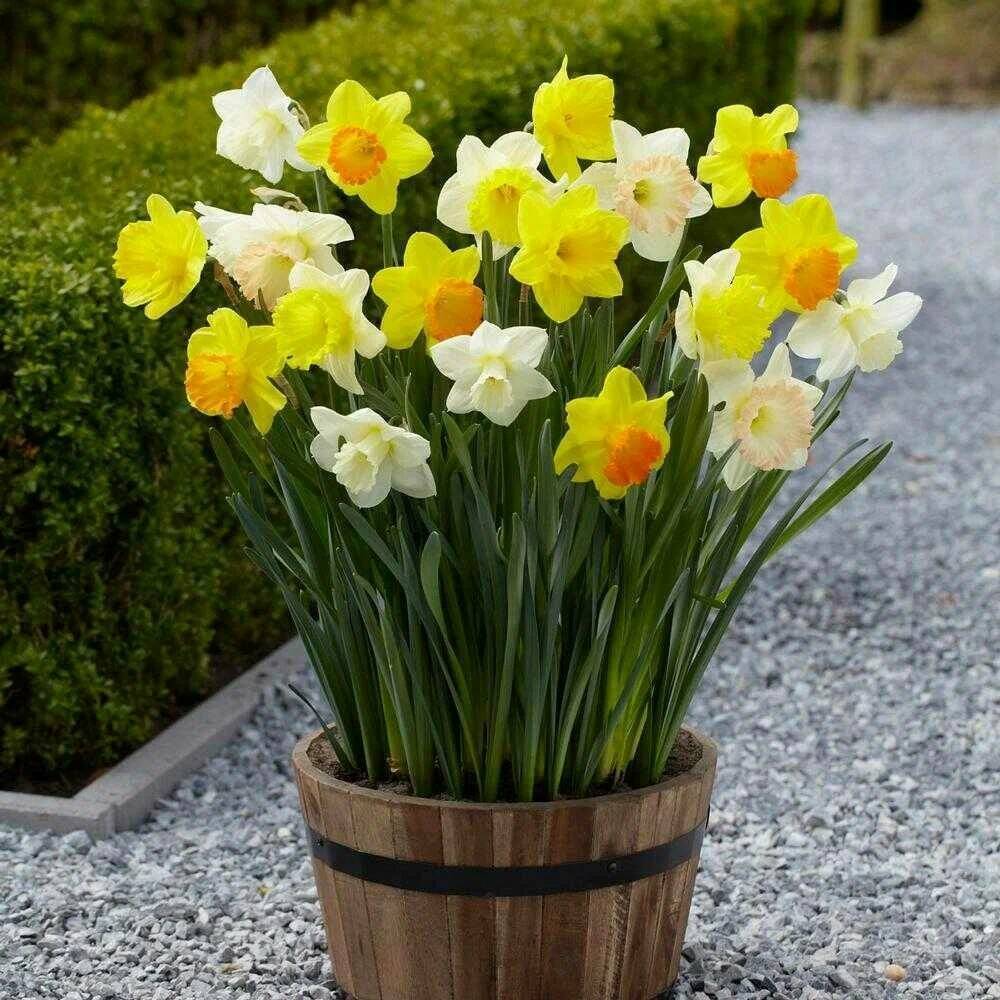 Вредные растения для кошек: Нарцисс