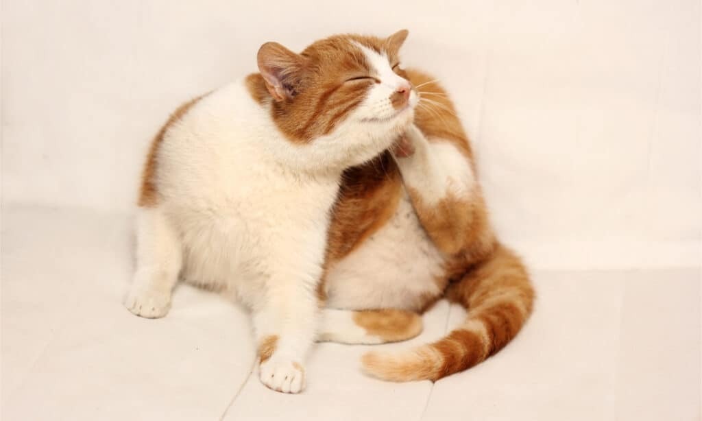 Кошачьи блохи