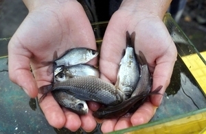 Забудьте о МРОТ, Путине, СССР, пенсиях и, даже о рецепте пирога - Часть 2 😉 Сегодня предлагаю поговорить о... платной рыбалке. Неожиданно? 😄